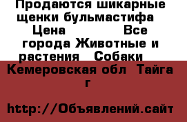 Продаются шикарные щенки бульмастифа › Цена ­ 45 000 - Все города Животные и растения » Собаки   . Кемеровская обл.,Тайга г.